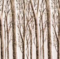 fondo pared bosque encantado.jpg