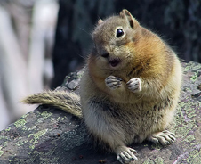chipmunk.jpg