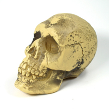 calavera.jpg