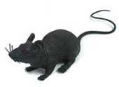 rata-negra.jpg