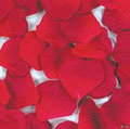 petalos-rojos.jpg
